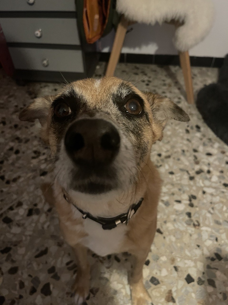 собака, любовь, прогулки, зима, погода, дождь