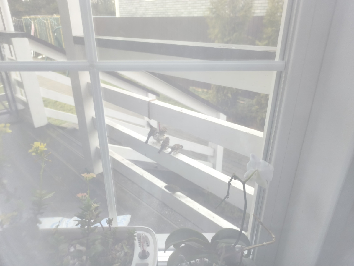 Воробьи. Зеленый газон в середине января :)