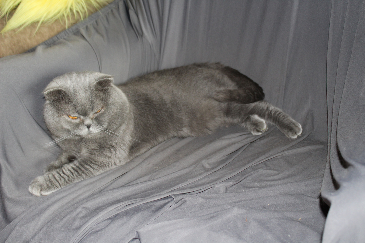 Фото автора. Наш Мартын вислоухий