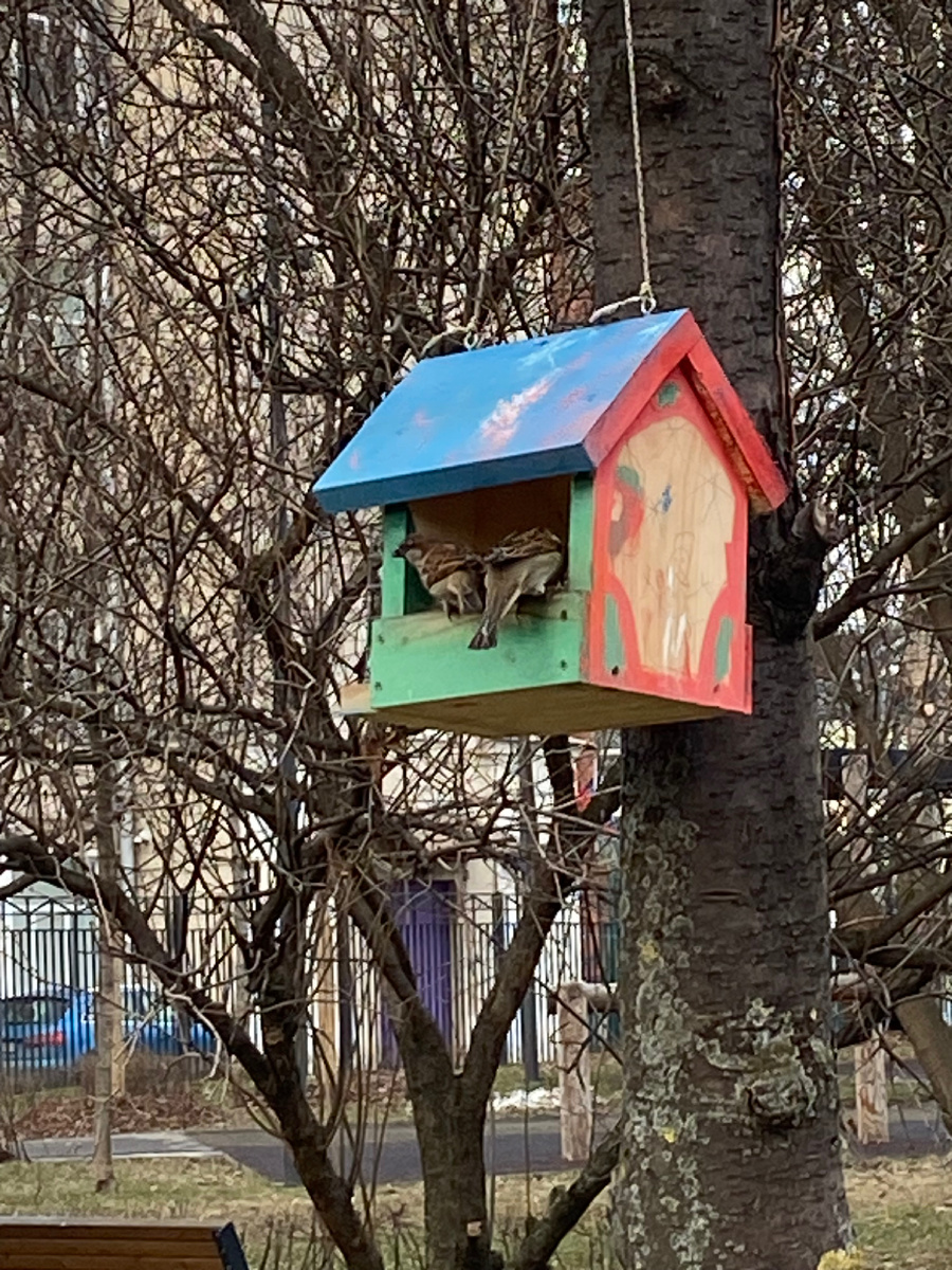 Милый домик, с воробьями.