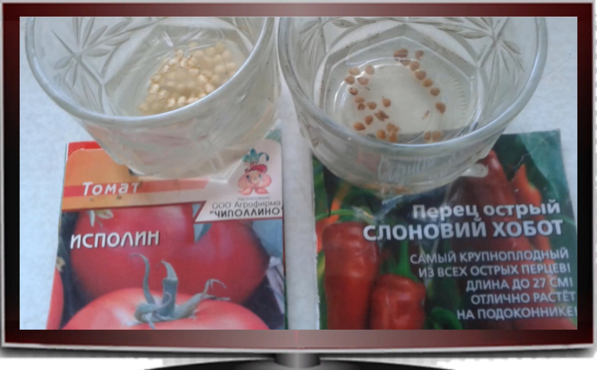 Когда посадить семена помидор на рассаду