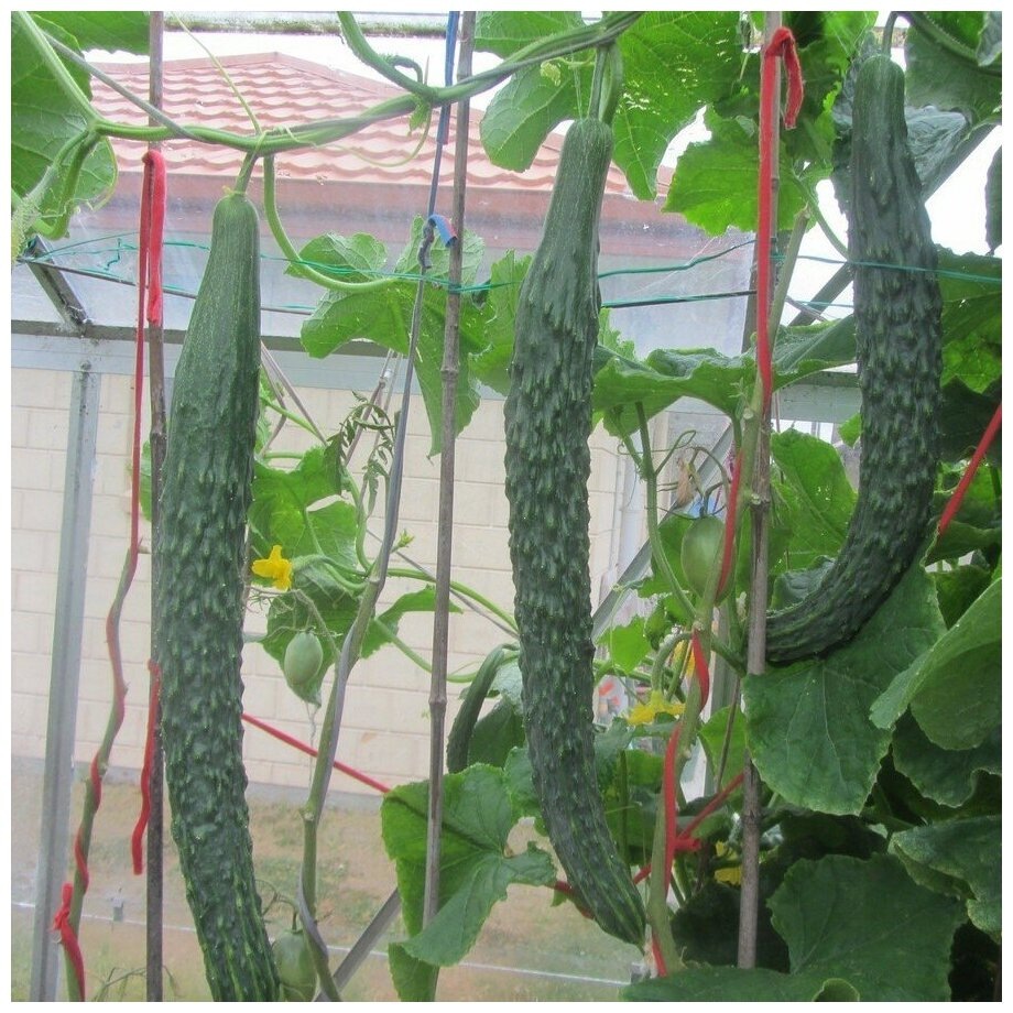 Огурец Китайские Змеи, ссылка на изображение https://avatars.mds.yandex.net/get-mpic/5221935/img_id7934289964276897132.jpeg/orig