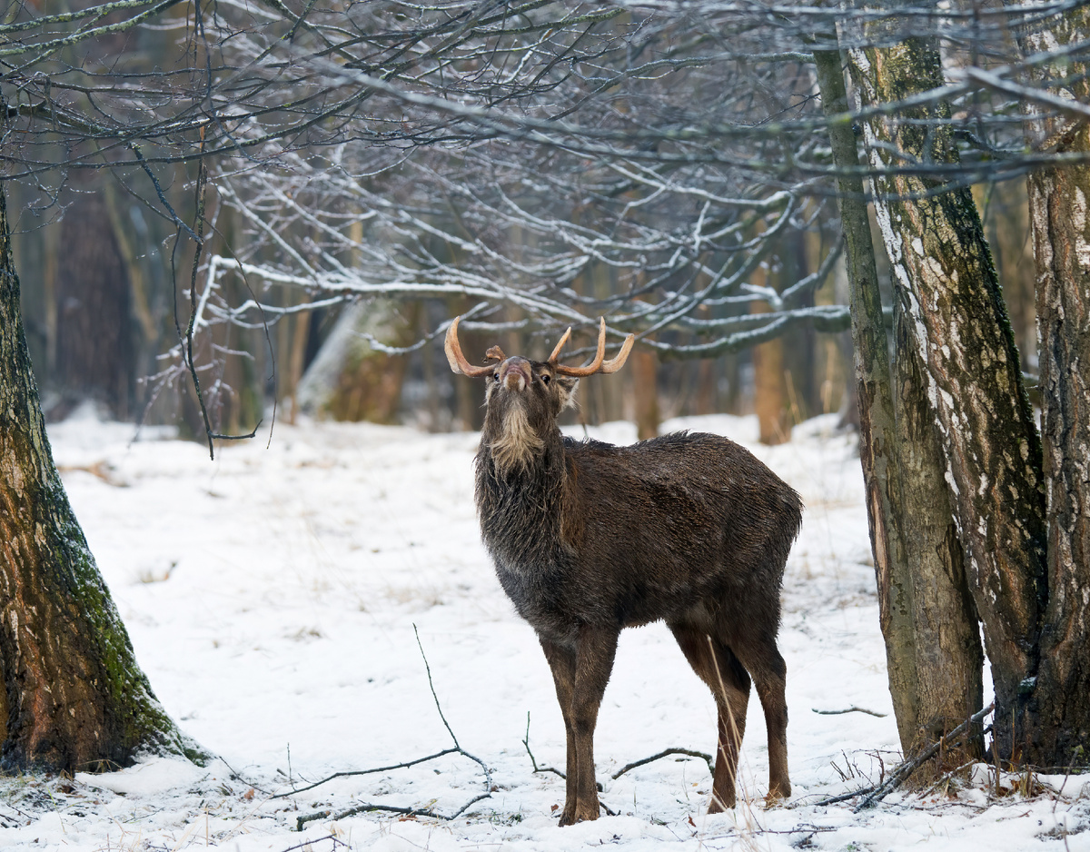 Пятнистый олень (Лосиный остров)