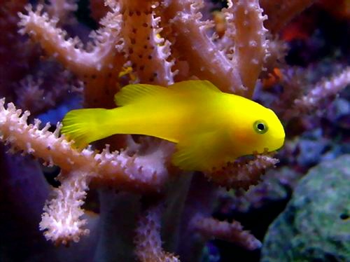 Окинавский гобиодон (Gobiodon okinawae) 