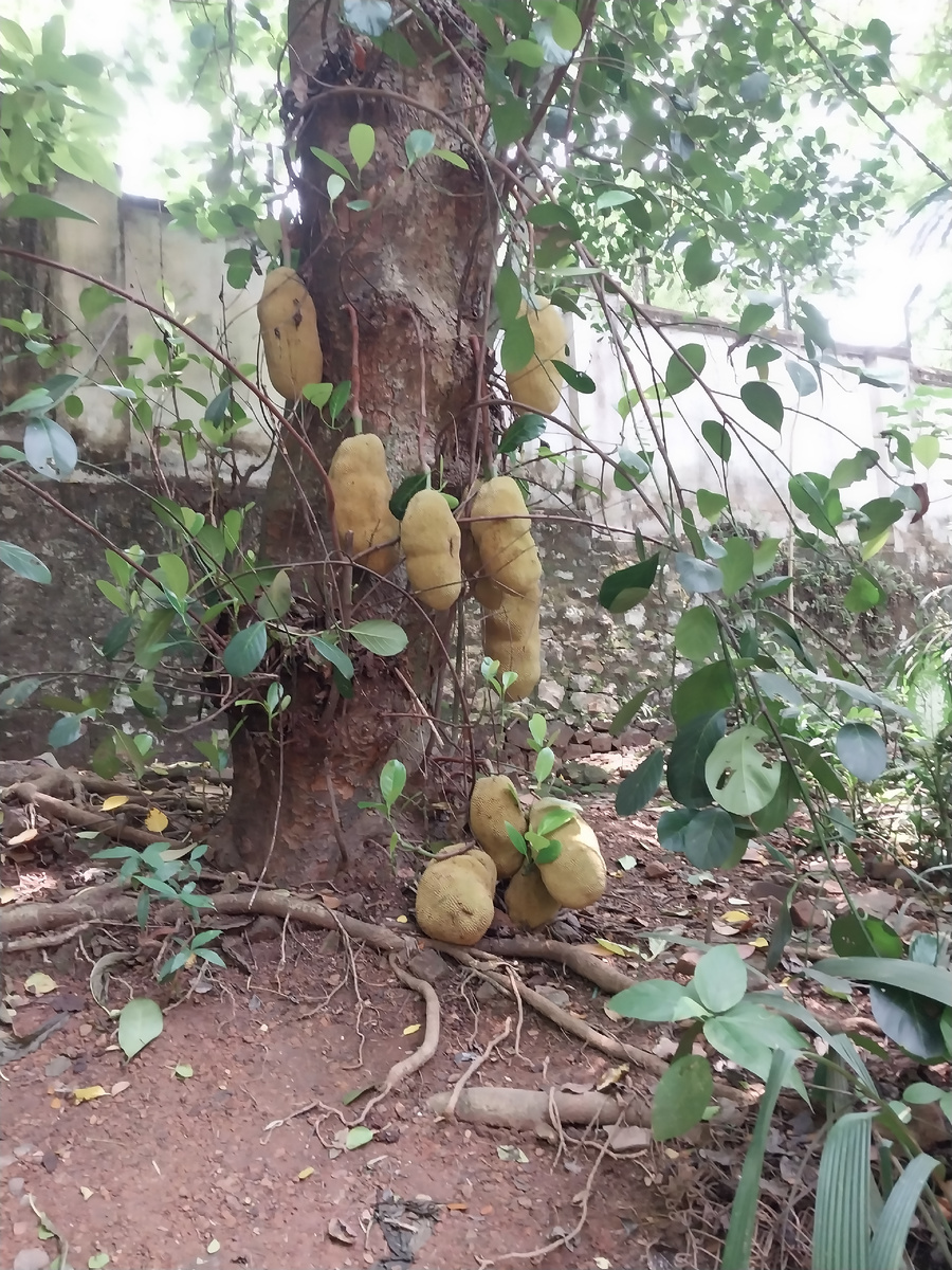 Хлебное дерево. Тривандрум. Зоопарк. 2023 г.