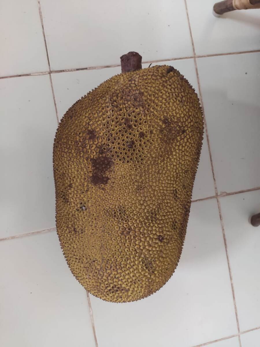 Плод хлебного дерева.