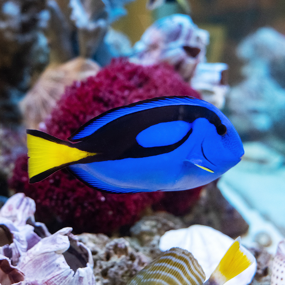 Хирург голубой (королевский)
Paracanthurus hepatus
