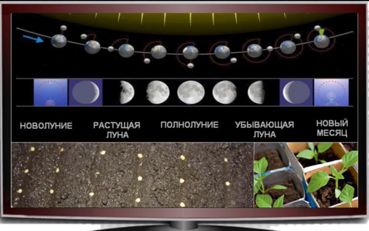 Когда посадить семена болгарского перца