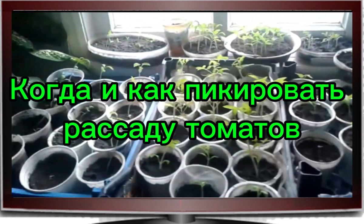 Когда и как пикировать рассаду помидор