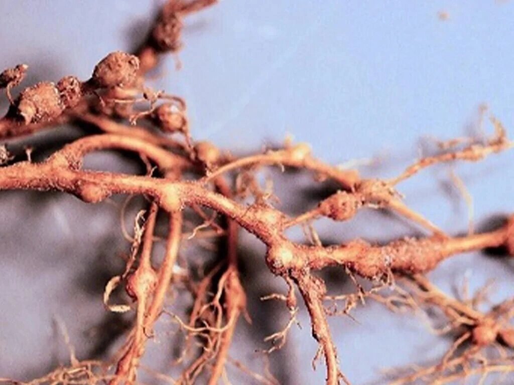  Друзья выбор за вами !!!