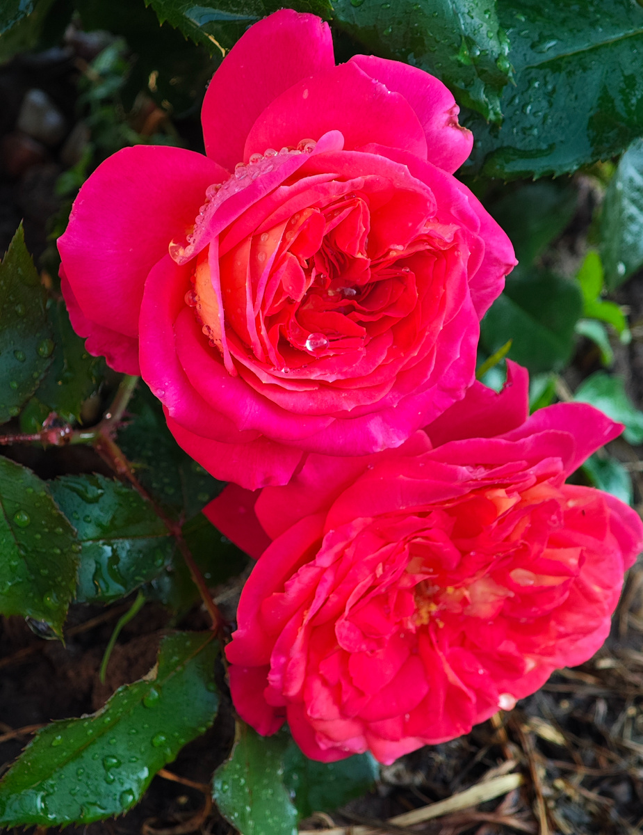 Так и хочется сказать про неë: танец страсти