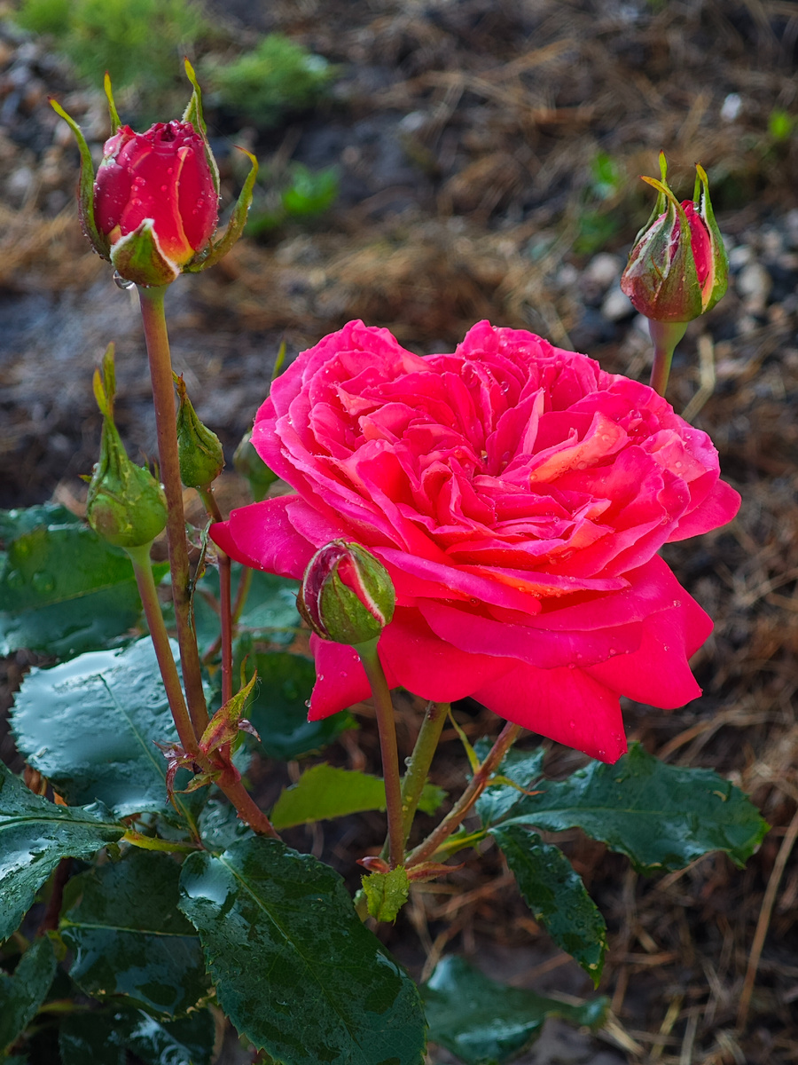 Такая яркая, аж дух захватывает! 