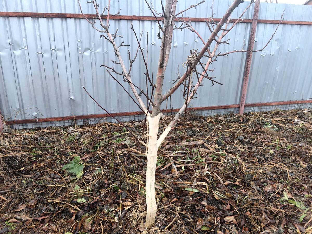 В Астрахани зимы практически не было. Фото Натальи Мироновой 