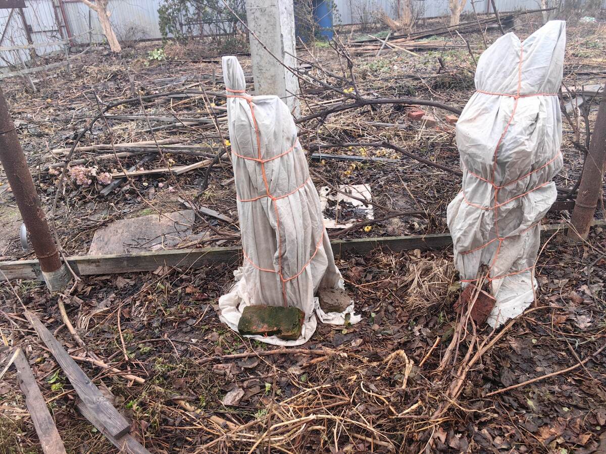 Виноград этой зимой не укрывался, в этом не было надобности. Фото автора