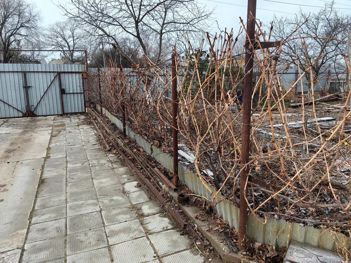 Виноград этой зимой не укрывался, не было надобности. Фото автора 