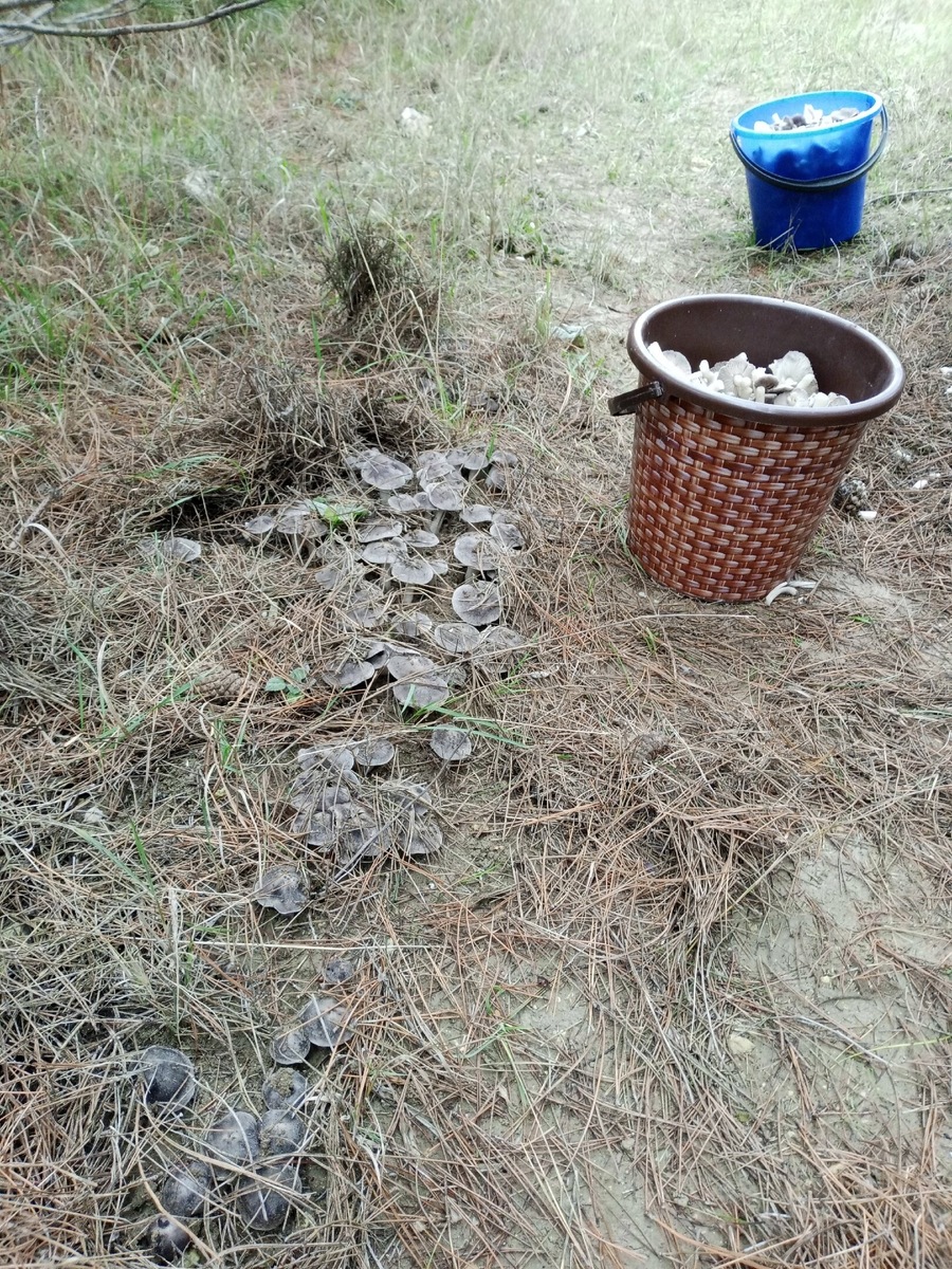 Фото - Анна Довгая, Крым. Растет эта рядовка в соснах, обычно -поздно осенью, плодоносит очень обильно.