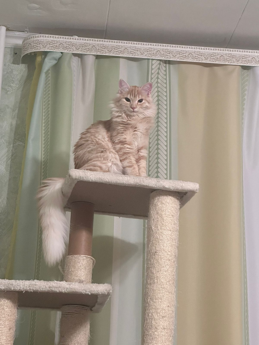 Его Величество, местный король Симба.