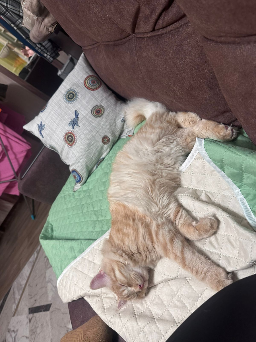  Симба в том состоянии, когда к нему нет никаких претензий.