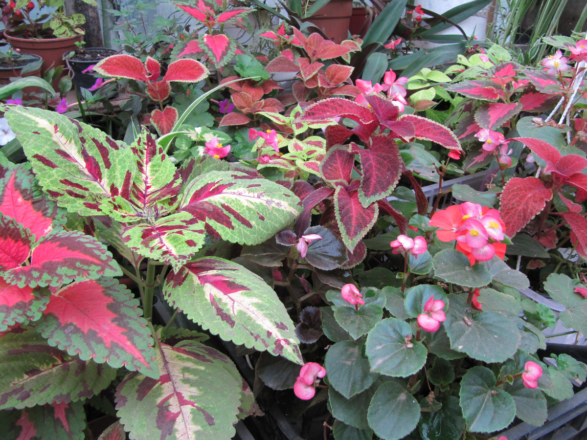 моя теплица с колеусами и бегонией вечноцветущей летом