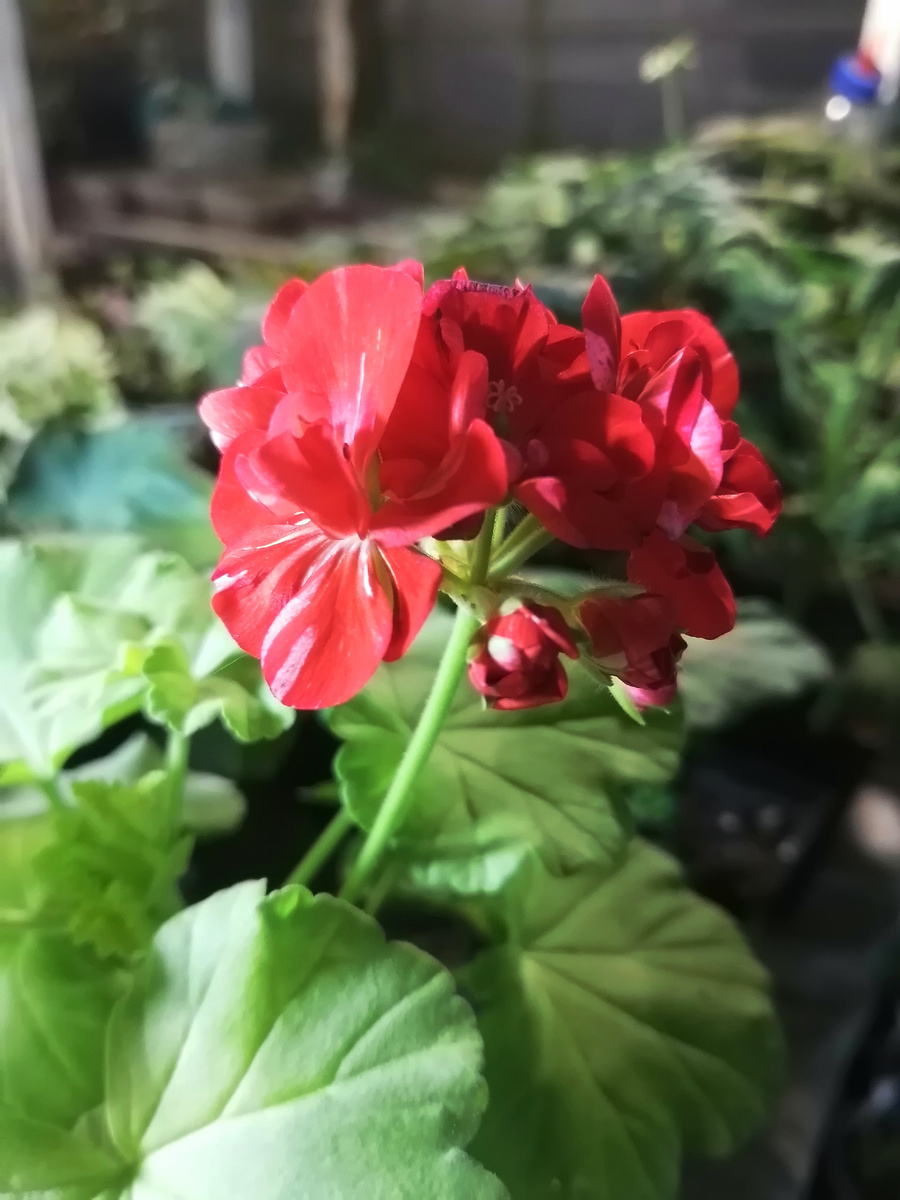 Любимый желтолистный пестрик ❤️