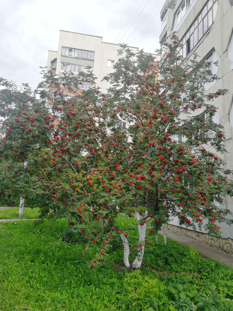 Цифра 16 красивая