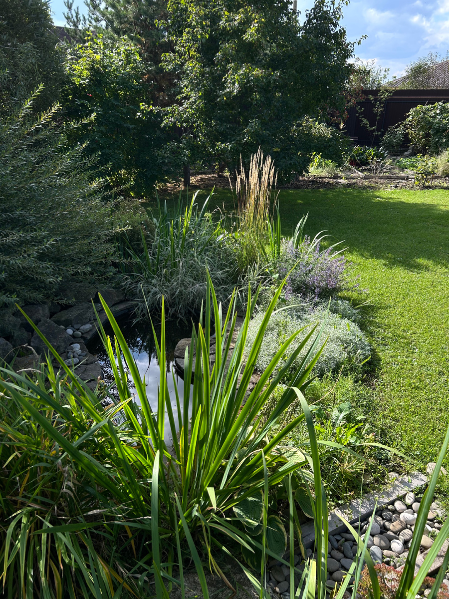 Фалярис между вейником и ивой Маяк