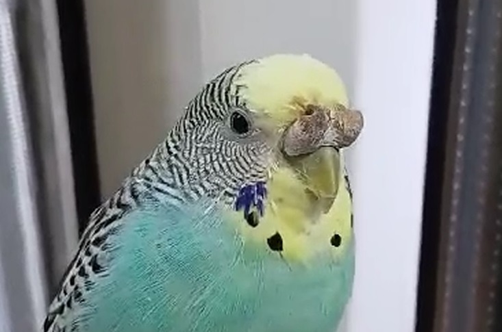 Рита, возраст неизвестен. Официально диагностирован гиперкератоз