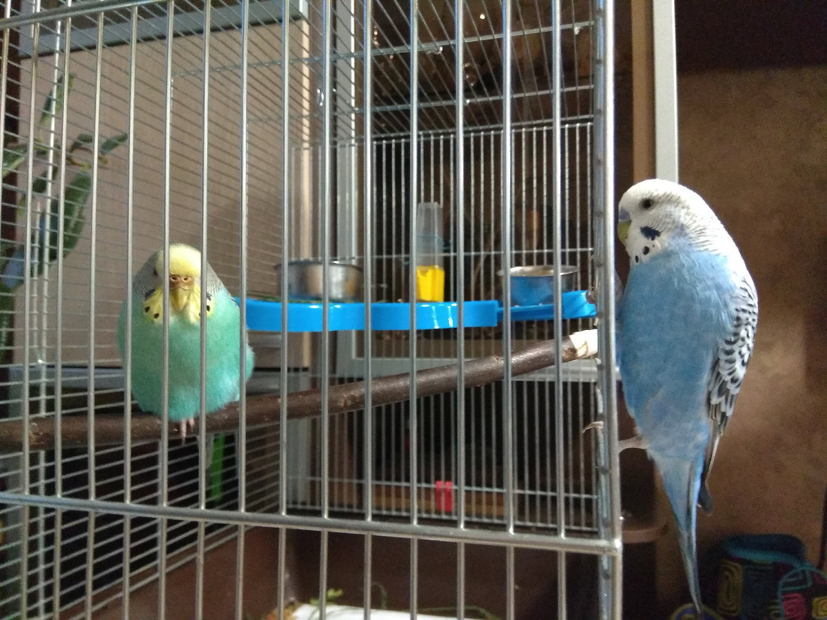 Рита в карантине после переезда ко мне. Рома интересуется. 