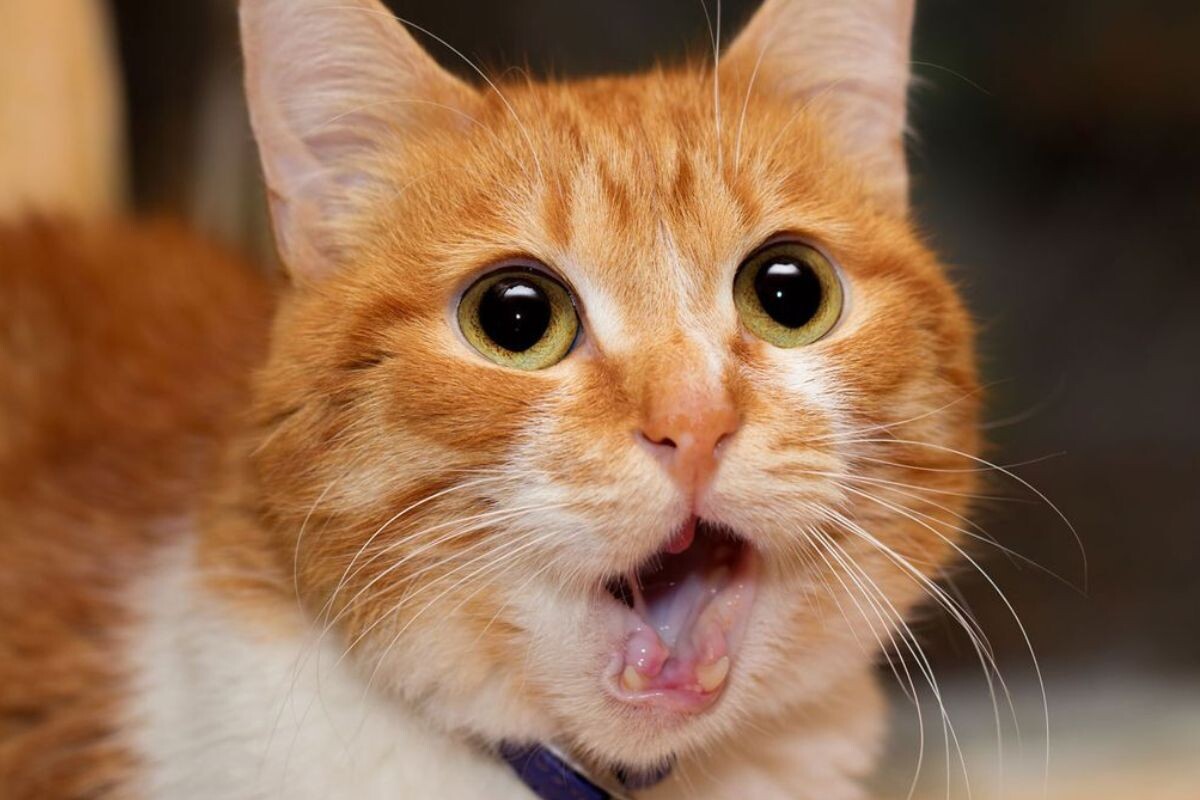 Почему кошки икают 