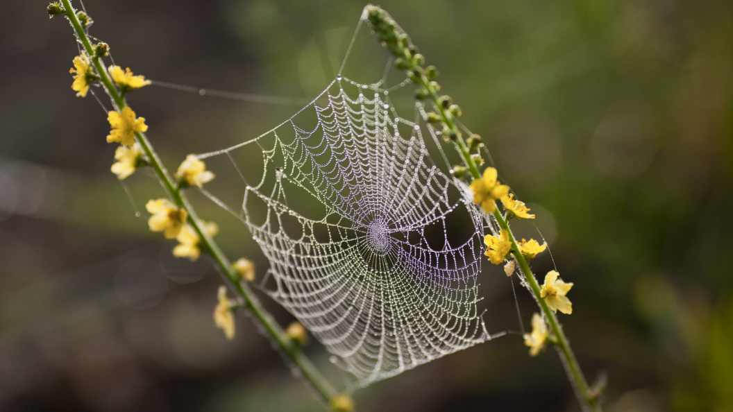    фото: Nikolay Gyngazov/Russian Look