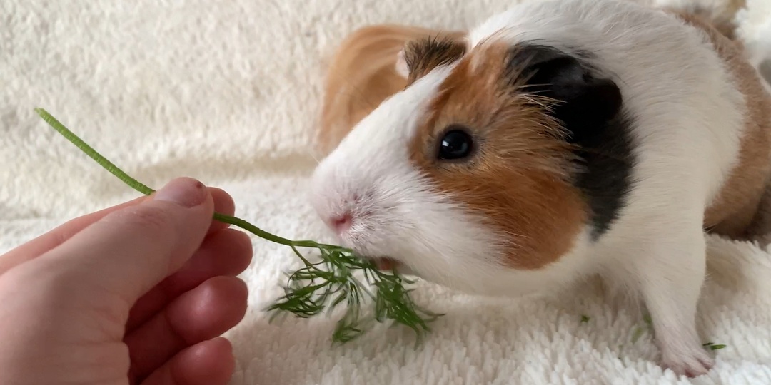 Опасный деликатес: как правильно выбрать корм морской свинке и не навредить