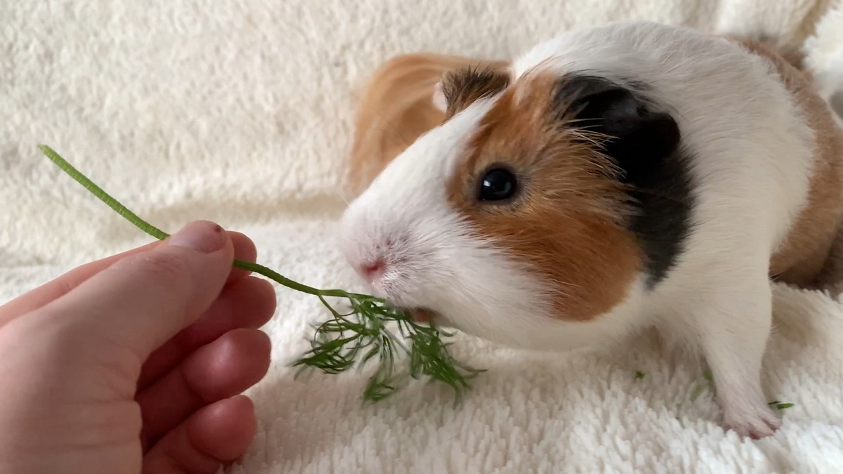 Батон любит покушать