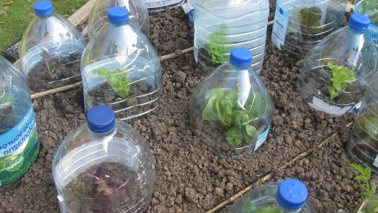 Создание укрытия из пятилитровой бутылки