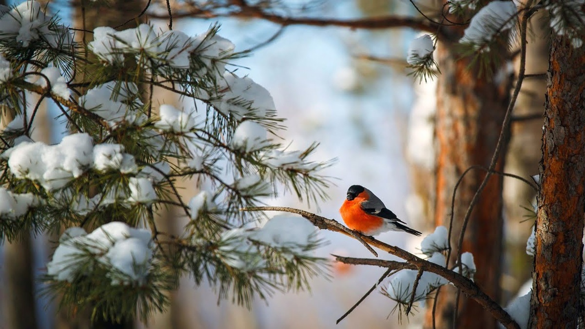 Фото: Яндекс Картинки