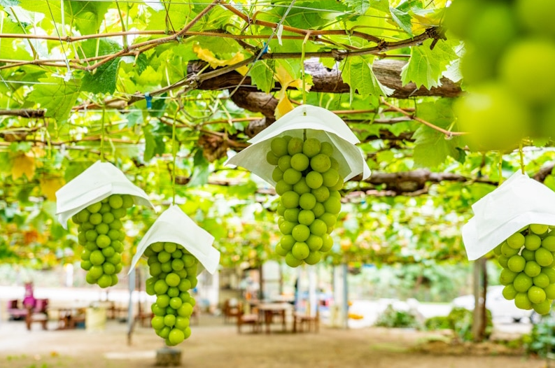 Каждая гроздь выращивается индивидуально, закрывается шапочкой