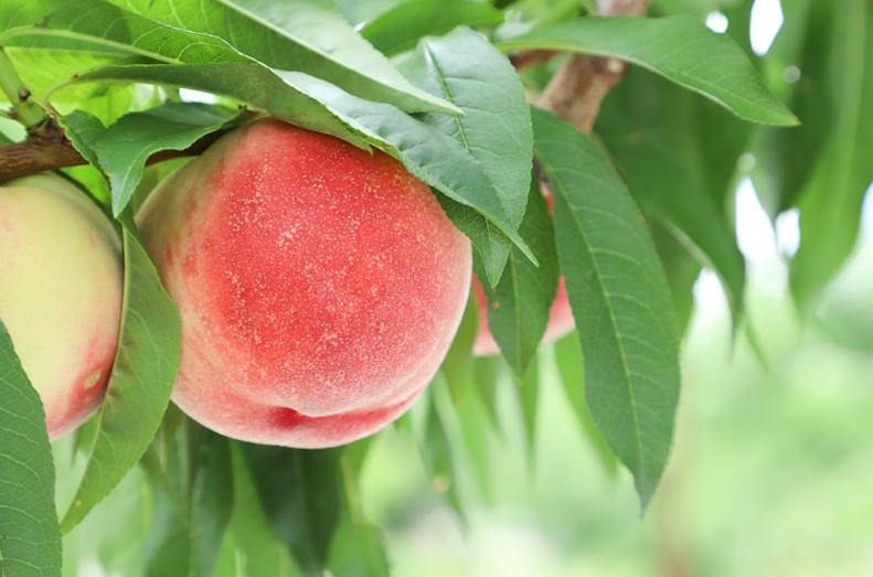 Красивое? 500 рублей цена на ферме и в магазине выше