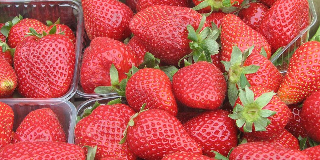 Как обеспечить крупные ягоды клубники: секреты подкормки