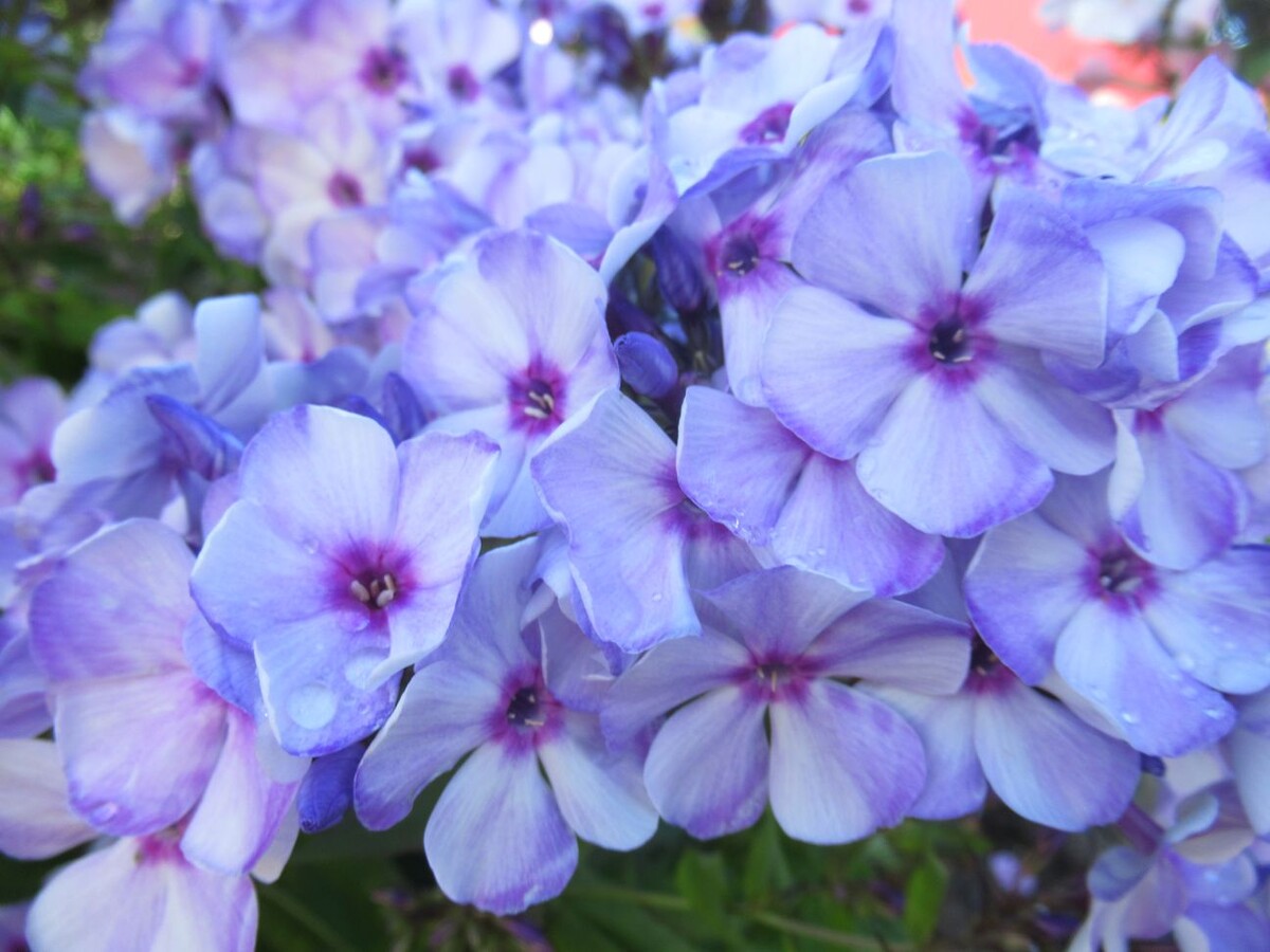 1. Флокс ЗОЛУШКА. В галерее 3 фото, листайте