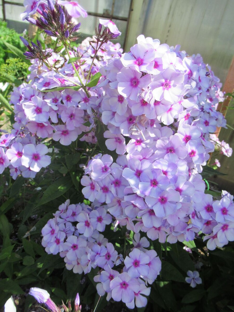 4. Флокс ЗОЛУШКА 