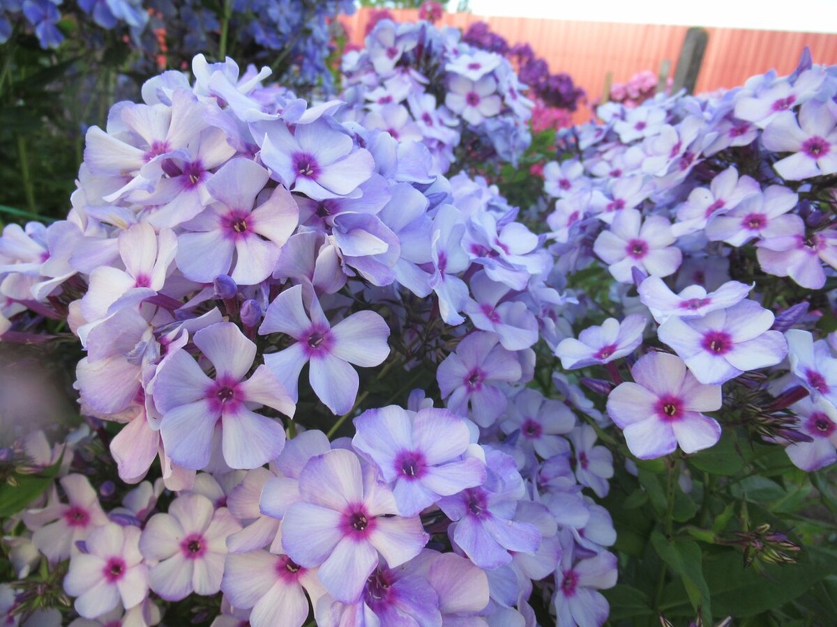 2. Флокс ЗОЛУШКА 