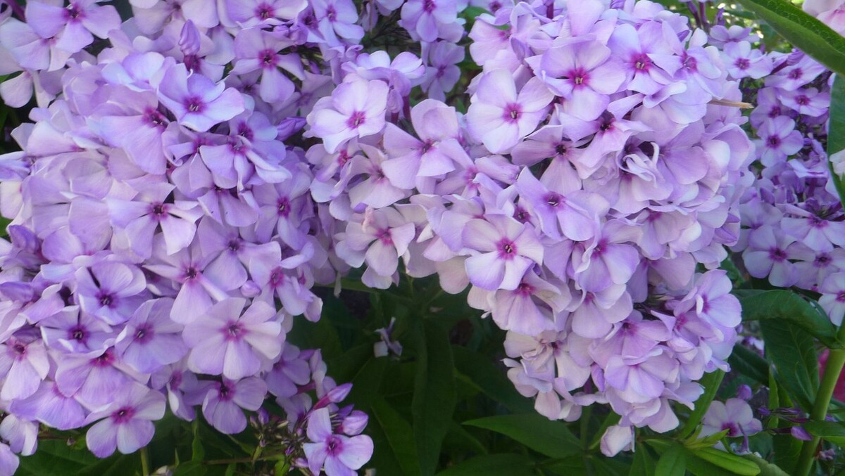 3. Флокс ЗОЛУШКА 