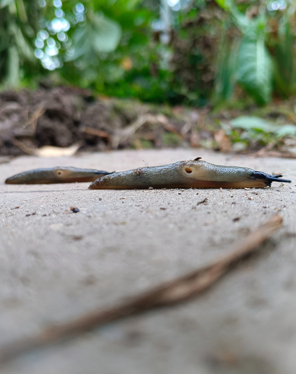 Пока отдыхала от цветника, распрямивши спину... устроила фотосессию нашим брюхоногим