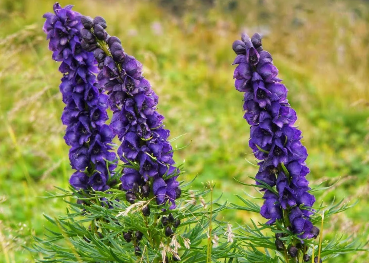 Источник фото: YouTube.com