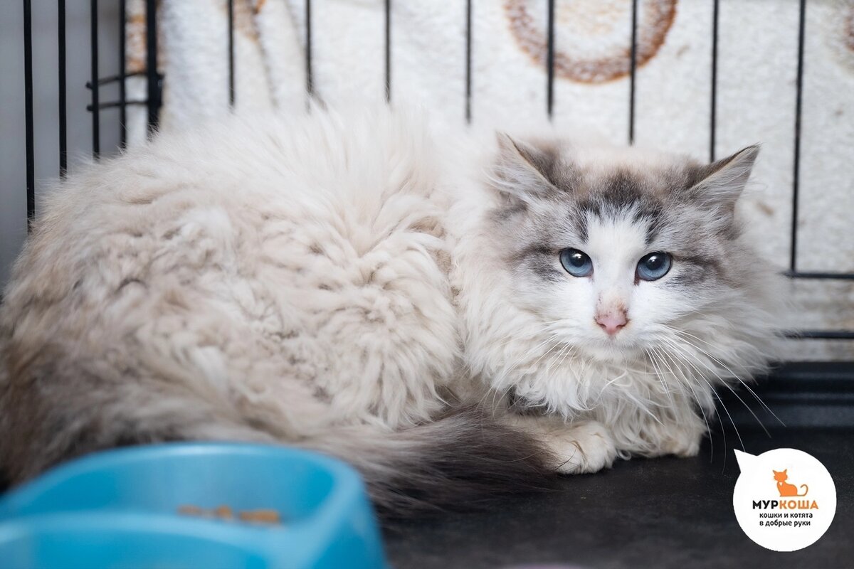 Альби найден на улице.