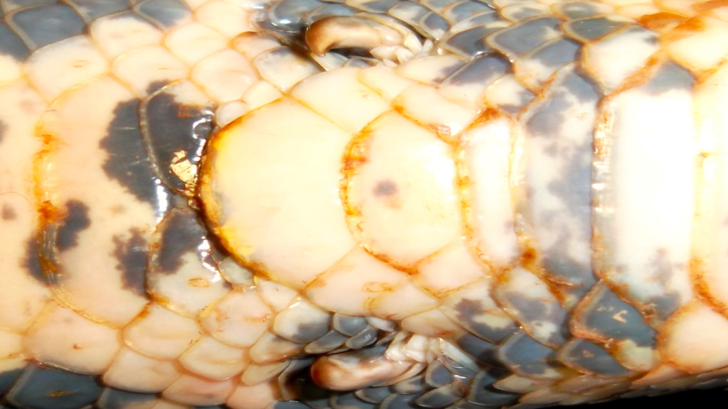 Некое подобие задних лапок сохранилось и у современных удавов.