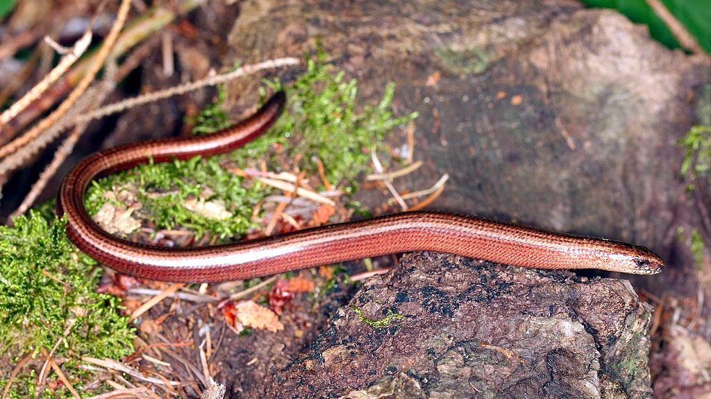 А вот безногими бывают и ящерицы. Вереиеница, например.