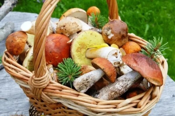 Варка грибов — это важный этап их приготовления, особенно если вы используете дикие г