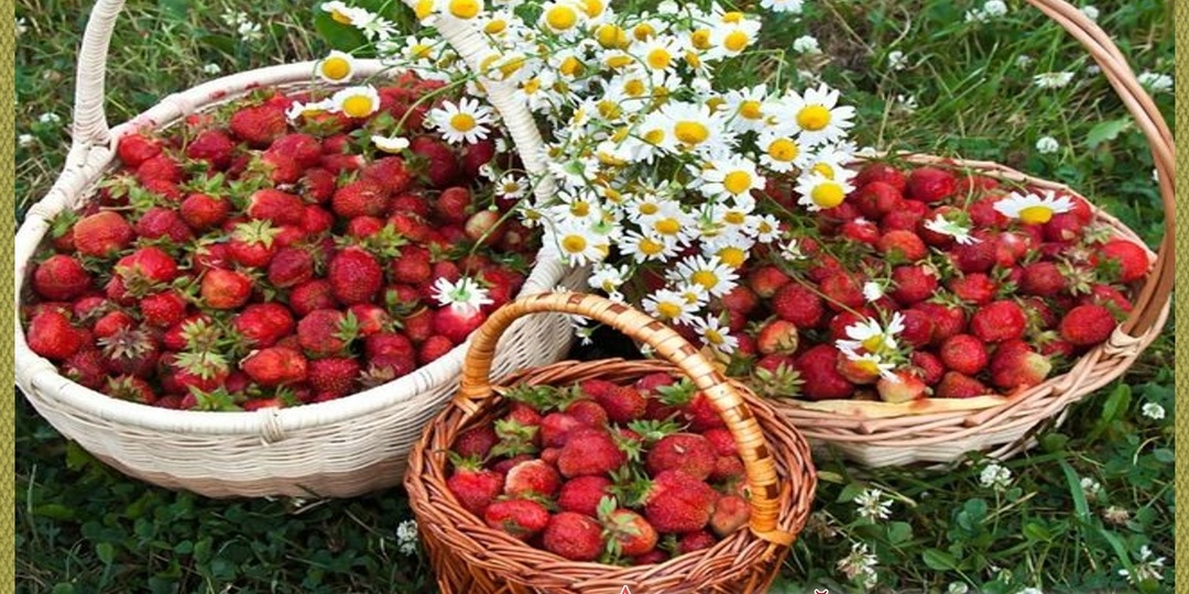 О том, как с помощью питания снизить уровень мочевой кислоты и "плохого" холестерина - ответ на вопрос