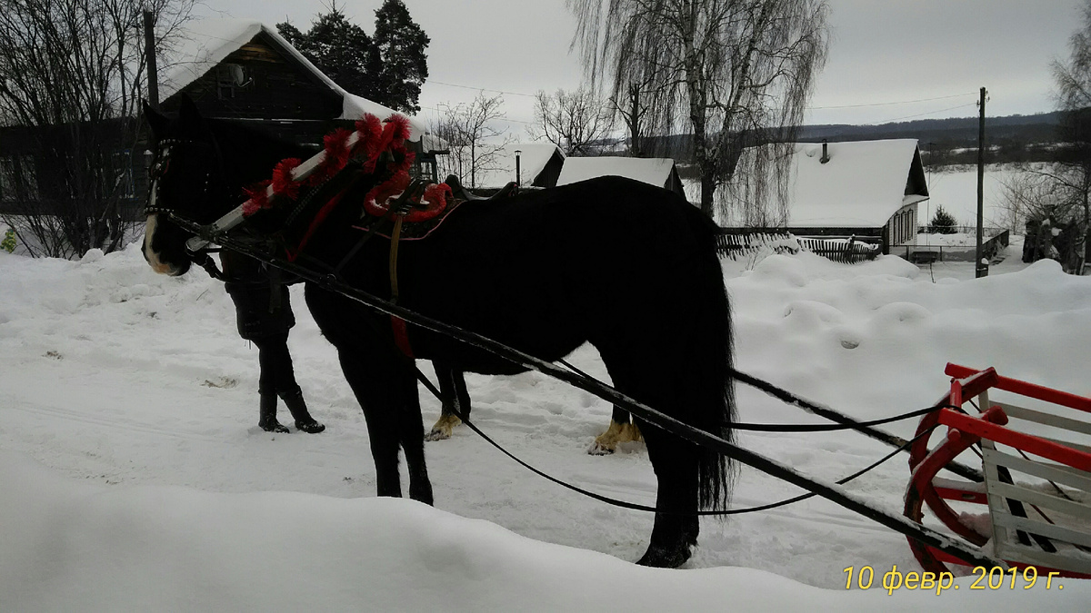 Однажды, выглянув в окно, мы увидели на улице лошадей. Фото автора.