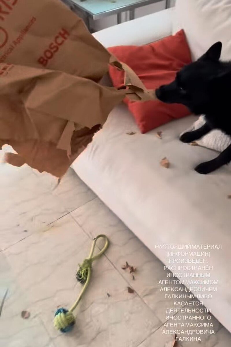    Собака Аллы Пугачевой Кадр из видео